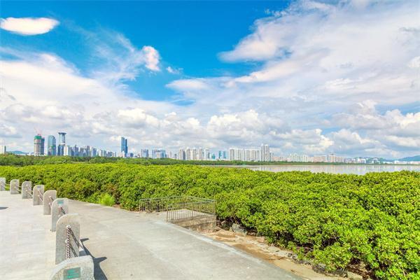 红树林海滨公园停车场怎么收费？(红树林收费标准)