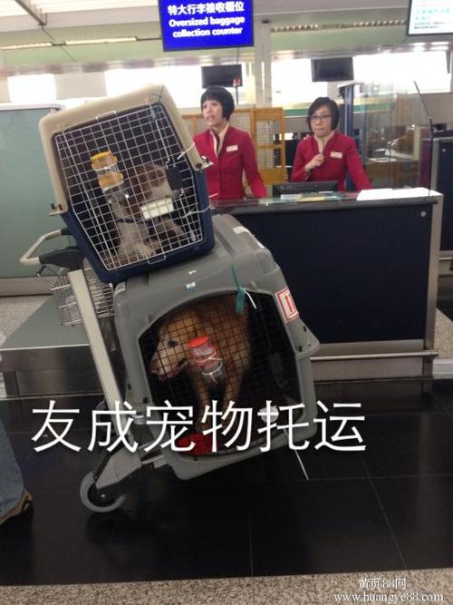 广州南站怎么办理宠物托运?(广州南站行李托运收费标准)-图3 广州南站怎么办理宠物托运?(广州南站行李托运收费标准)-图3