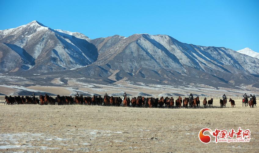 祁连山马场马贵吗?(祁连草原收费)-图3 祁连山马场马贵吗?(祁连草原收费)-图3