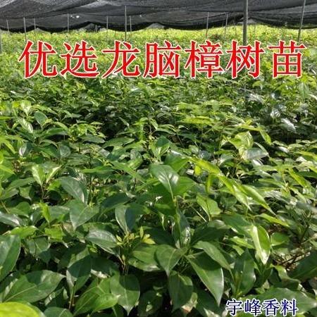 哪里有正宗龙脑樟苗卖？(江西省林业科学院收费吗)-图2