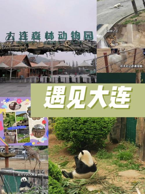 大连森林动物园高考生免票吗？(大连市动物园收费多少)