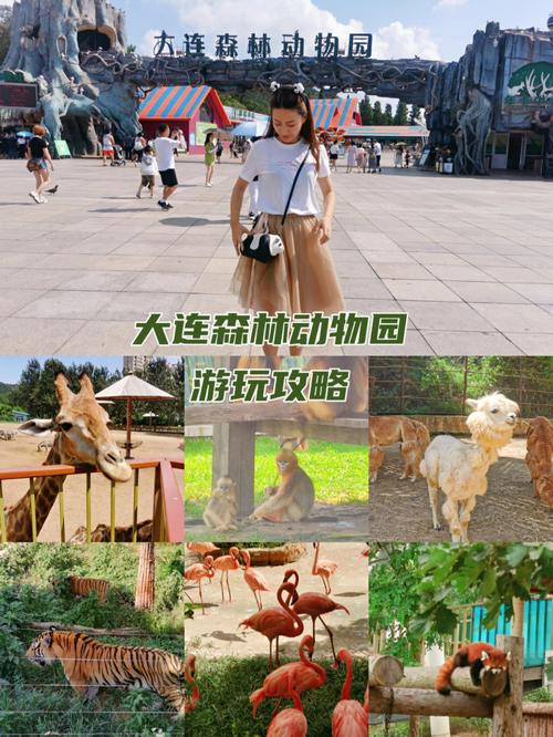 大连森林动物园高考生免票吗？(大连市动物园收费多少)-图3