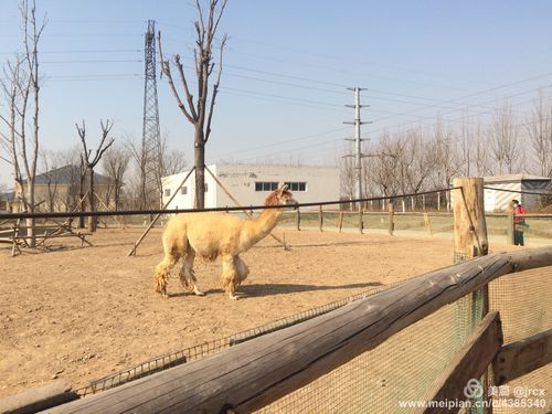 东营市动物园开放时间?(东营动物园收费项目)-图2 东营市动物园开放时间?(东营动物园收费项目)-图2