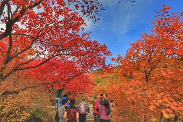 北京哪的红叶最多最美?(帽儿山风景区还收费吗)-图2 北京哪的红叶最多最美?(帽儿山风景区还收费吗)-图2