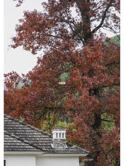 临安指南山红枫节什么时候结束?(杭州指南村收费)-图3 临安指南山红枫节什么时候结束?(杭州指南村收费)-图3