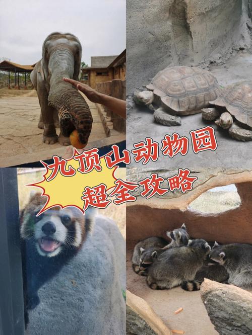 九鼎山野生动物园门票?(九鼎山景区小孩收费吗)-图2 九鼎山野生动物园门票?(九鼎山景区小孩收费吗)-图2
