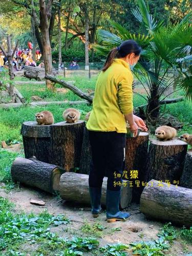 南京红山动物园要预约吗?(南京红山动物园收费吗)-图2 南京红山动物园要预约吗?(南京红山动物园收费吗)-图2