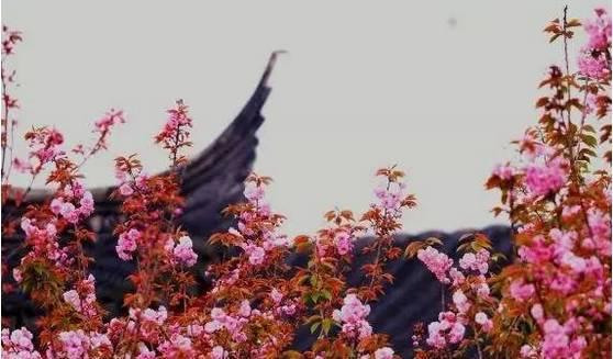 八大山人樱花什么时候开放？(八大山人景区收费吗)