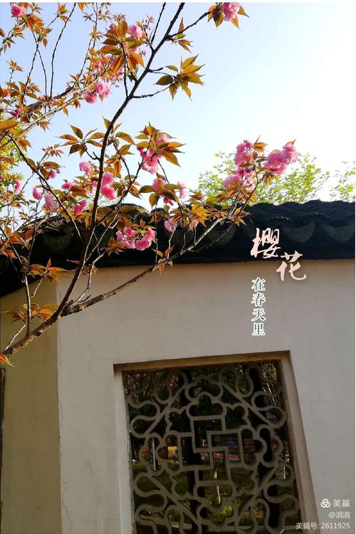 八大山人樱花什么时候开放?(八大山人景区收费吗)-图2 八大山人樱花什么时候开放?(八大山人景区收费吗)-图2