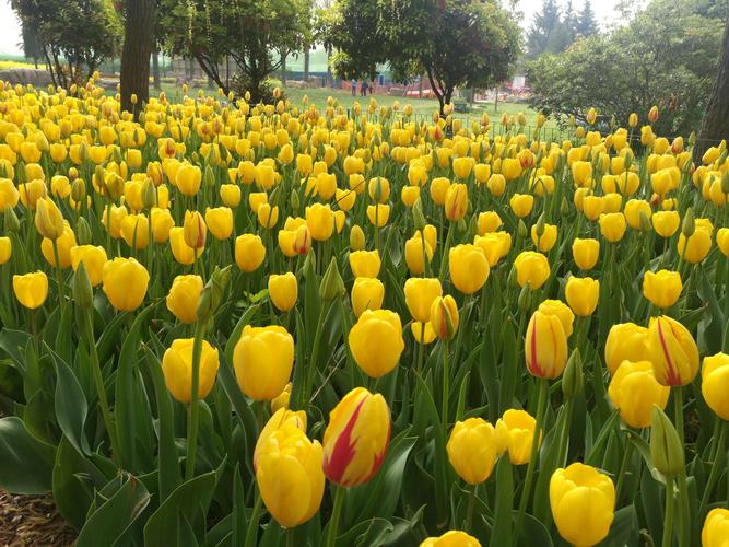 2023洛阳郁金香花园还售票吗?(洛阳郁金香花海收费)-图3 2023洛阳郁金香花园还售票吗?(洛阳郁金香花海收费)-图3