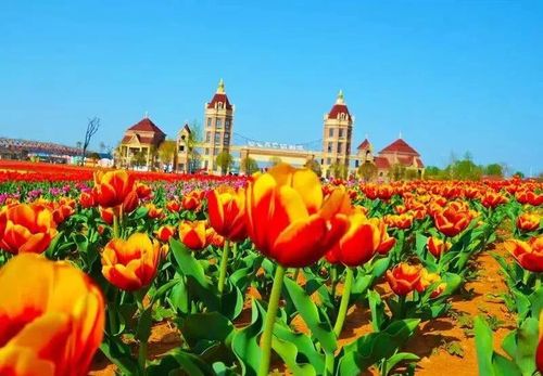2023洛阳郁金香花园还售票吗?(洛阳郁金香花海收费)-图2 2023洛阳郁金香花园还售票吗?(洛阳郁金香花海收费)-图2