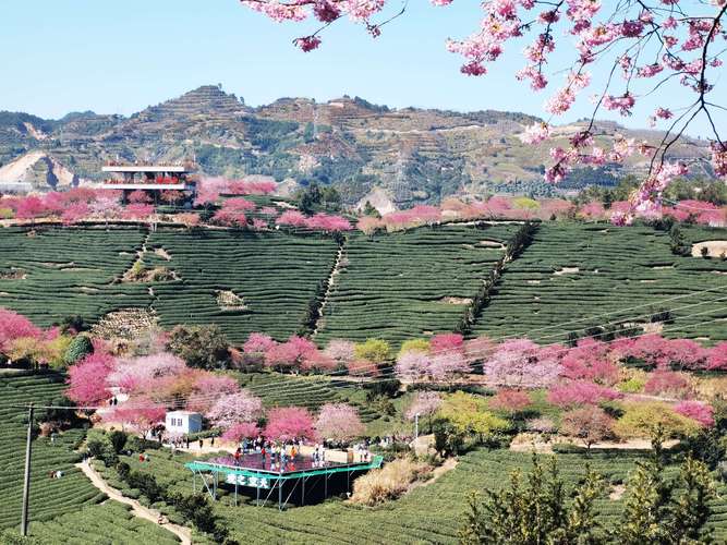 2023永福樱花园什么时间观赏?(福建漳平永福镇樱花收费吗)-图2 2023永福樱花园什么时间观赏?(福建漳平永福镇樱花收费吗)-图2