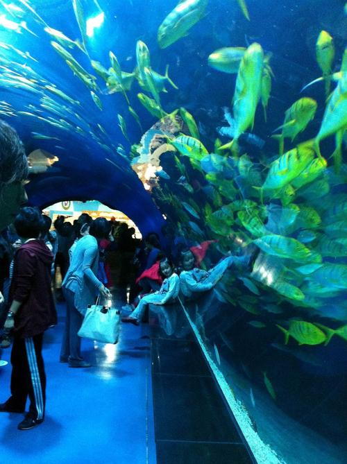 天津极地海洋世界夜场和白天区别?(天津海底世界收费)-图3 天津极地海洋世界夜场和白天区别?(天津海底世界收费)-图3