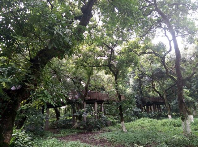 洞窝风景区可以钓鱼嘛?(张坝桂圆林公园收费)-图1 洞窝风景区可以钓鱼嘛?(张坝桂圆林公园收费)-图1