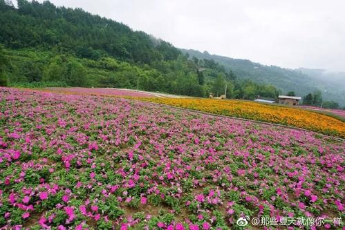 万州凤凰花果山门票?(万州旅游景点优惠收费)-图2 万州凤凰花果山门票?(万州旅游景点优惠收费)-图2