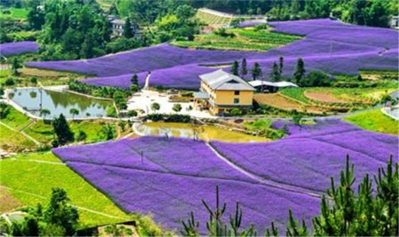 万州凤凰花果山门票?(万州旅游景点优惠收费)-图3 万州凤凰花果山门票?(万州旅游景点优惠收费)-图3