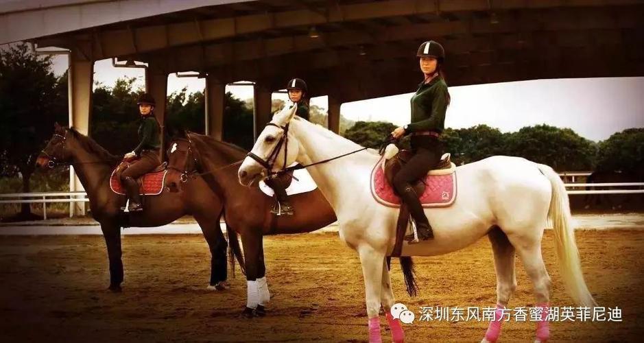 深圳哪里可以骑马玩呢?(深圳骑马 收费)-图1 深圳哪里可以骑马玩呢?(深圳骑马 收费)-图1