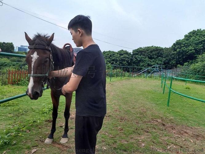 深圳哪里可以骑马玩呢?(深圳骑马 收费)-图2 深圳哪里可以骑马玩呢?(深圳骑马 收费)-图2