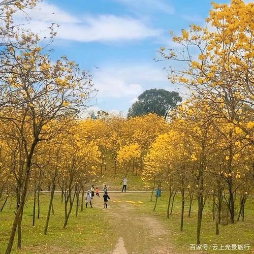 松山湖黄花风铃木怎么停车?(松湖烟雨停车场收费)-图1 松山湖黄花风铃木怎么停车?(松湖烟雨停车场收费)-图1