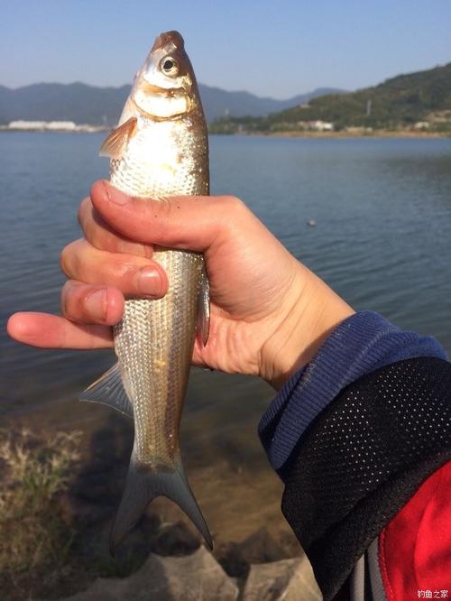 四明湖可以钓鱼吗?(余姚四明湖收费吗)-图2 四明湖可以钓鱼吗?(余姚四明湖收费吗)-图2