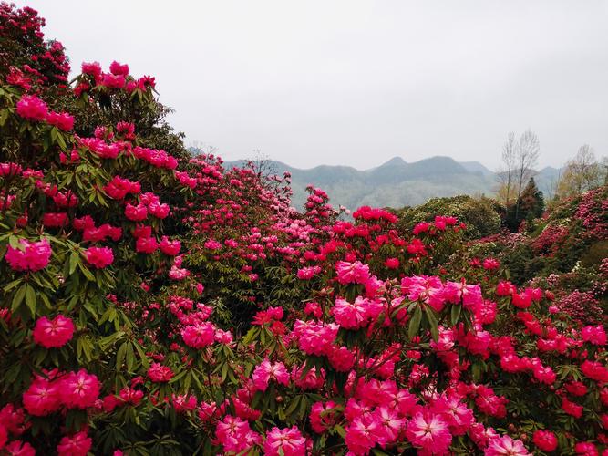 从梵净山怎么去百里杜鹃?(梵净山杜鹃花收费吗)-图2 从梵净山怎么去百里杜鹃?(梵净山杜鹃花收费吗)-图2