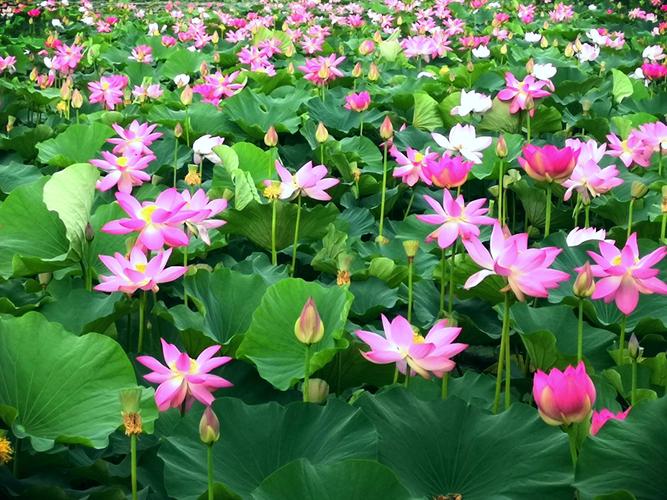 彭州哪里可以看大量荷花?(临沂万亩荷花园收费吗)-图2 彭州哪里可以看大量荷花?(临沂万亩荷花园收费吗)-图2