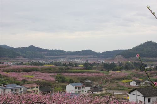 西充古楼桃花什么时候开?(去西充玩停车收费标准)-图2 西充古楼桃花什么时候开?(去西充玩停车收费标准)-图2