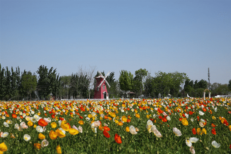 花海庄园在什么位置?(石家庄花海庄园收费吗)-图2 花海庄园在什么位置?(石家庄花海庄园收费吗)-图2