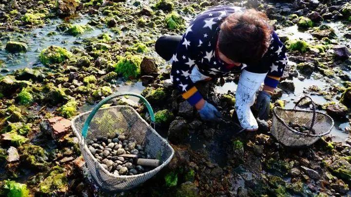 威海自己赶海后去哪里加工?(威海海鲜加工收费)-图3 威海自己赶海后去哪里加工?(威海海鲜加工收费)-图3