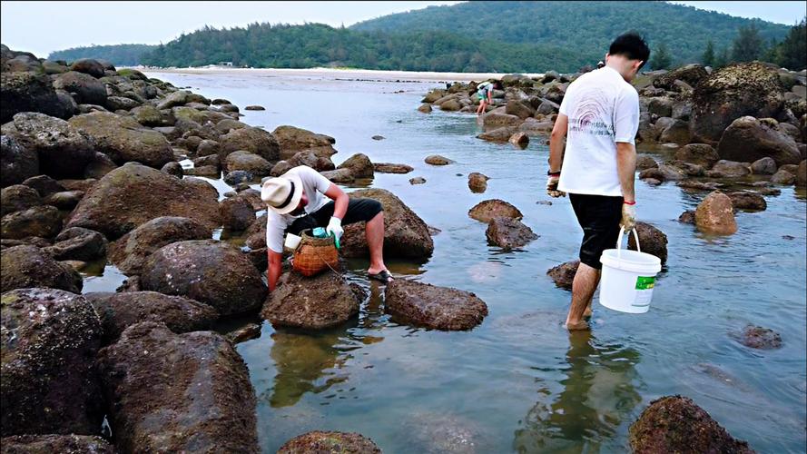 海陵岛赶海退潮时间？(阳江红树林收费吗)