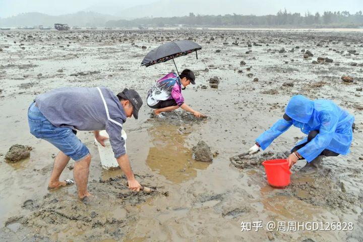 海陵岛赶海退潮时间?(阳江红树林收费吗)-图2 海陵岛赶海退潮时间?(阳江红树林收费吗)-图2
