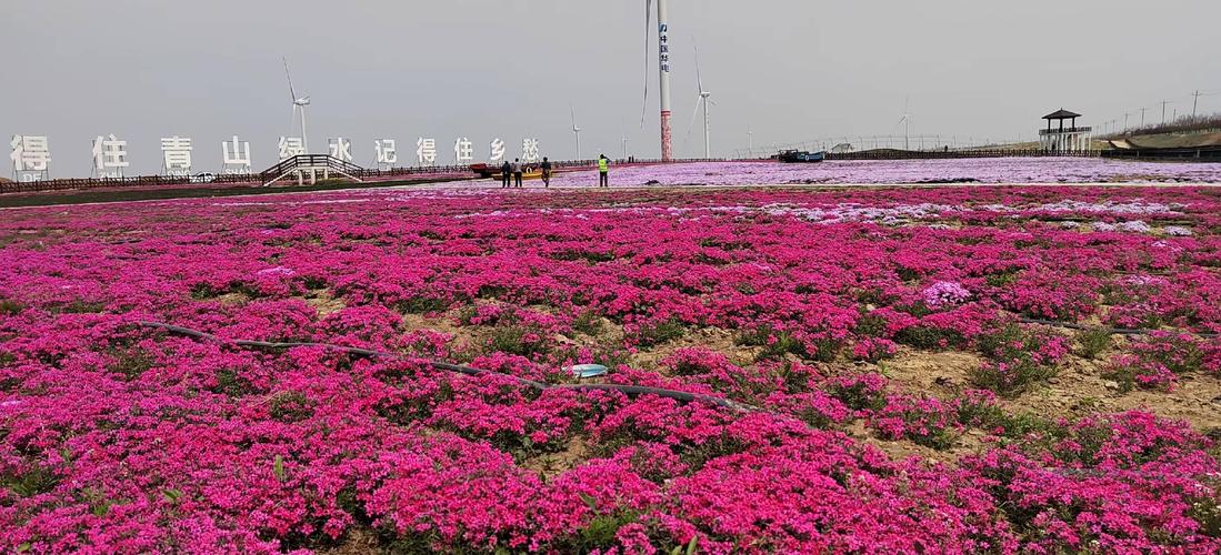 龙口花海云天需要门票吗?(大垭口风景区收费)-图3 龙口花海云天需要门票吗?(大垭口风景区收费)-图3