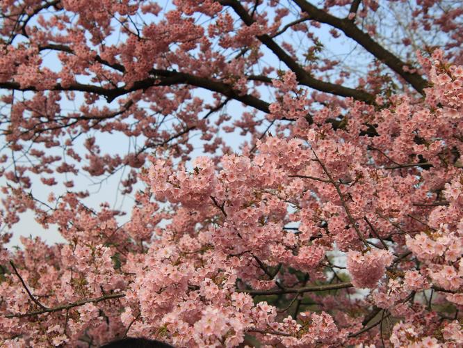 长白岛森林公园樱花园用门票吗?(武汉东湖樱花园收费吗)-图3 长白岛森林公园樱花园用门票吗?(武汉东湖樱花园收费吗)-图3