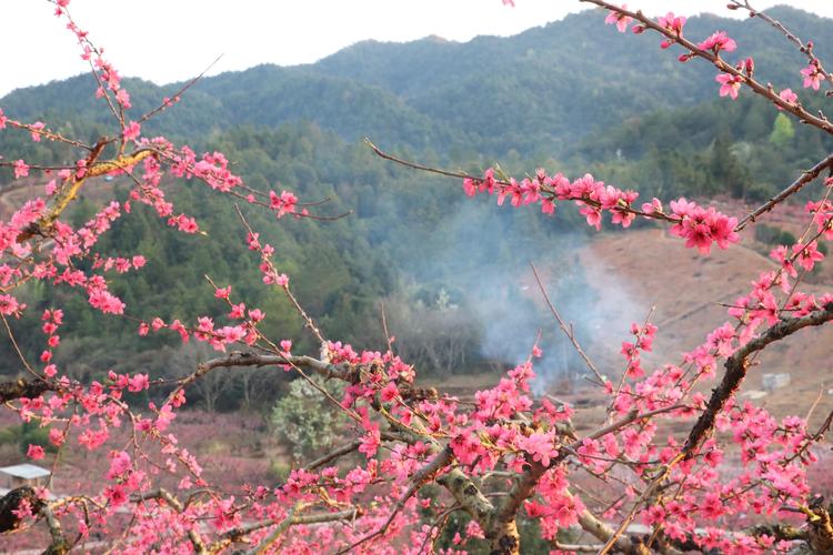 河源连平上坪桃花源要门票吗？(连平上坪桃花收费吗)