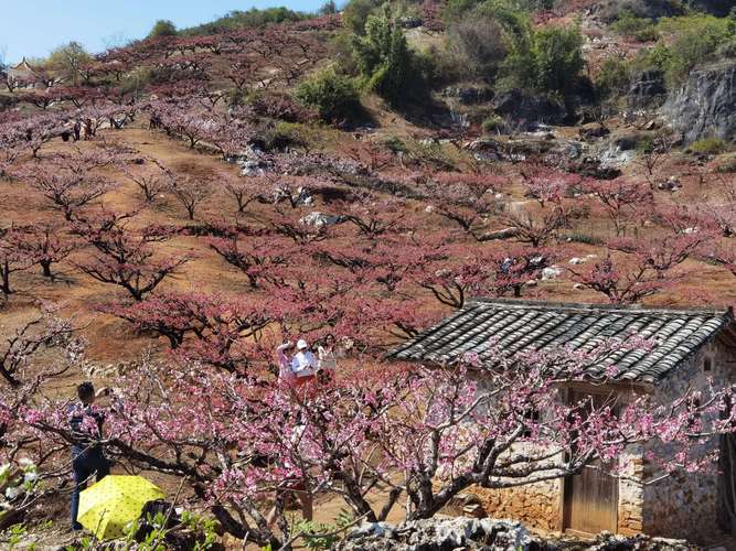 河源连平上坪桃花源要门票吗?(连平上坪桃花收费吗)-图3 河源连平上坪桃花源要门票吗?(连平上坪桃花收费吗)-图3