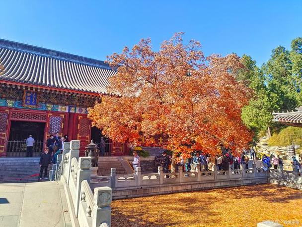 北京香山公园里面都有哪些寺庙?(寺庙香山怎么收费)-图2 北京香山公园里面都有哪些寺庙?(寺庙香山怎么收费)-图2