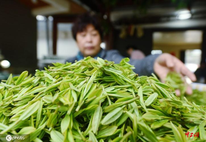 那么到杭州哪里买茶叶好呢?(杭州采茶收费)-图2 那么到杭州哪里买茶叶好呢?(杭州采茶收费)-图2