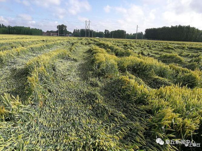 2023年小麦受灾补助多少？(兰陵县油菜花收费吗)