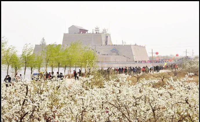 邯郸东边景区?(魏县梨花节收费)-图3 邯郸东边景区?(魏县梨花节收费)-图3