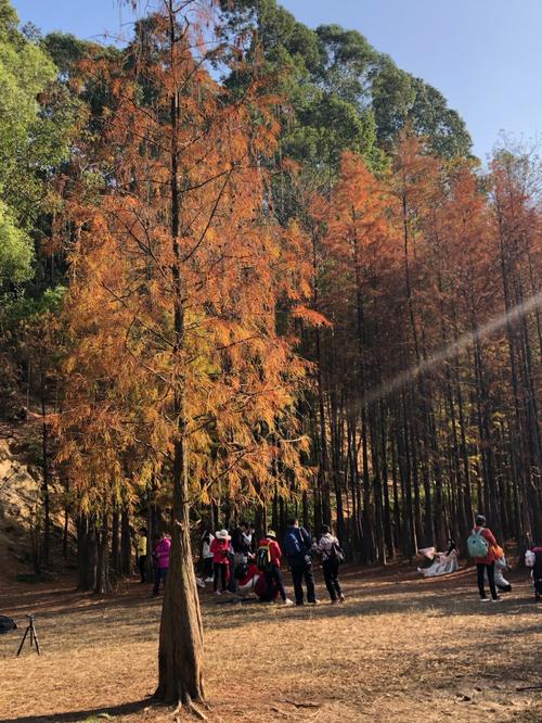 大夫山森林公园门票是多少?(大夫山森林公园烧烤收费标准)-图3 大夫山森林公园门票是多少?(大夫山森林公园烧烤收费标准)-图3