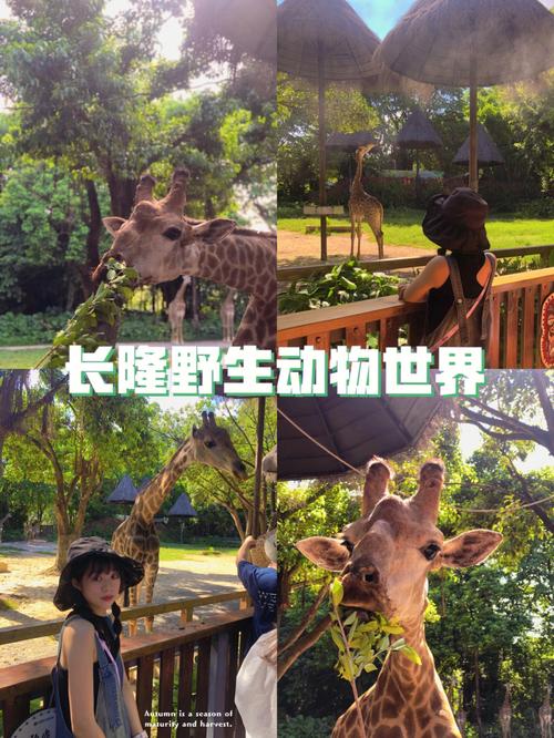 长隆野生动物园标准票包含什么?(长隆动物园园内小火车怎么收费)-图3 长隆野生动物园标准票包含什么?(长隆动物园园内小火车怎么收费)-图3