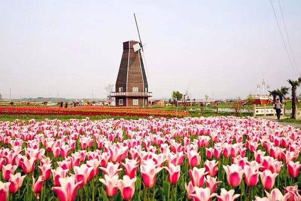 余姚哪里有郁金香花海?(牟山垂钓收费)-图1 余姚哪里有郁金香花海?(牟山垂钓收费)-图1