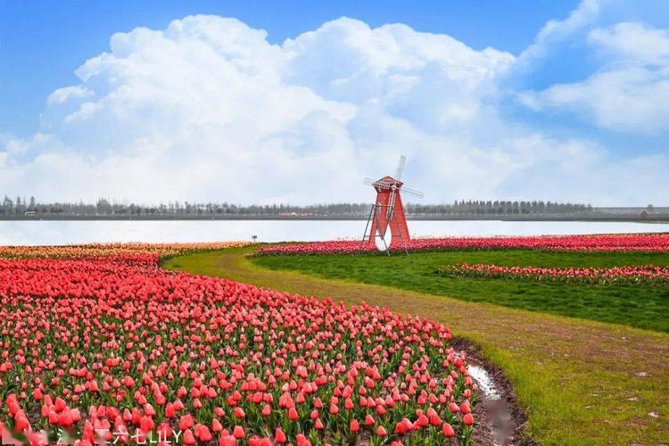 余姚哪里有郁金香花海?(牟山垂钓收费)-图3 余姚哪里有郁金香花海?(牟山垂钓收费)-图3