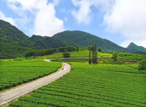 客茶谷要门票吗?(假日田园收费吗)-图3 客茶谷要门票吗?(假日田园收费吗)-图3