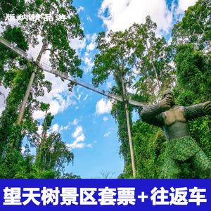 西双版纳望天树怎么去划算?(景洪望天树景区收费)-图2 西双版纳望天树怎么去划算?(景洪望天树景区收费)-图2