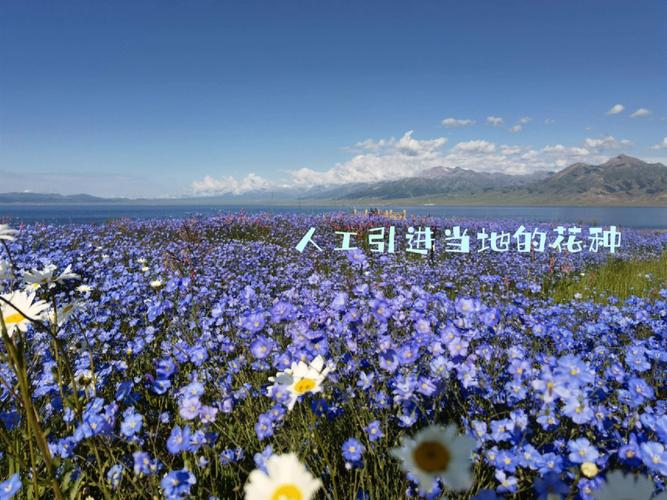那拉提到赛里木湖多少高速费?(那拉提小孩怎么收费)-图3 那拉提到赛里木湖多少高速费?(那拉提小孩怎么收费)-图3