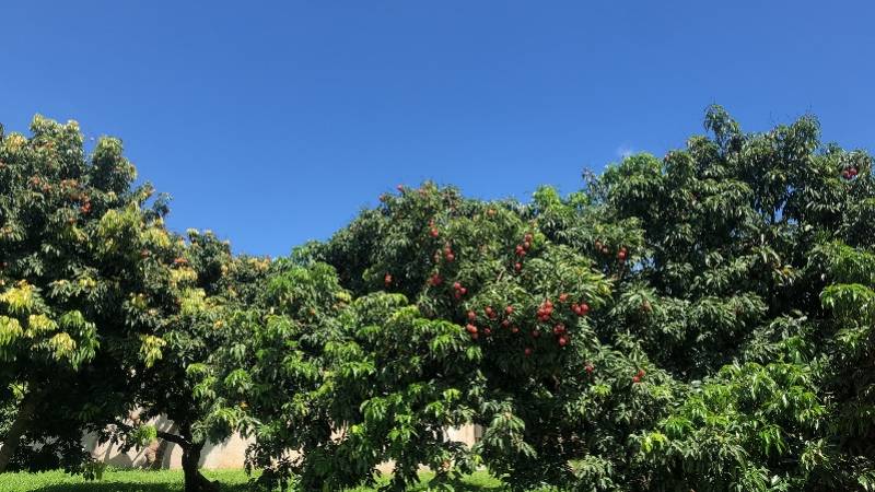 深圳周边哪里有荔枝园?(深圳荔枝世界怎么收费)-图3 深圳周边哪里有荔枝园?(深圳荔枝世界怎么收费)-图3