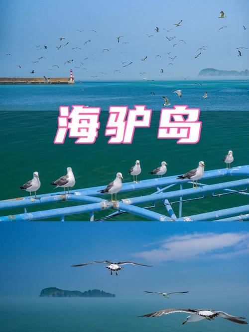 海驴岛儿童用买票吗?(海驴岛儿童收费吗)-图3 海驴岛儿童用买票吗?(海驴岛儿童收费吗)-图3