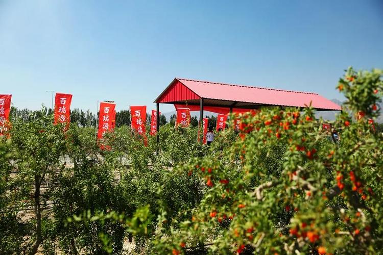 工业旅游基地排名?(中国枸杞馆收费吗)-图2 工业旅游基地排名?(中国枸杞馆收费吗)-图2