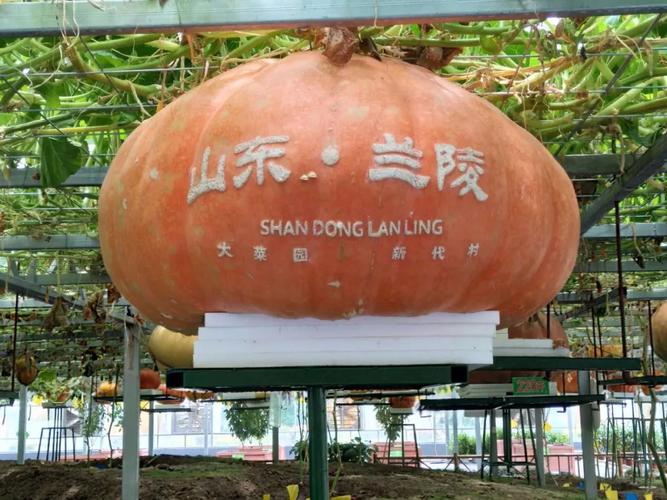 兰陵国家农业公园有什么好玩的?(兰陵国家农业公园现在收费吧)-图3 兰陵国家农业公园有什么好玩的?(兰陵国家农业公园现在收费吧)-图3